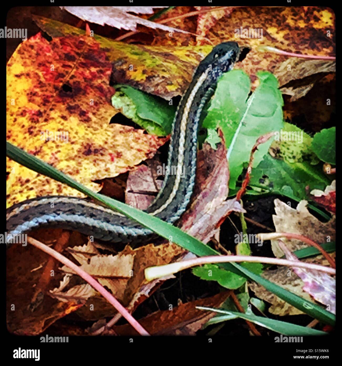 Un serpente giarrettiera scorre sulla caduta foglie nella parte occidentale dello stato di Washington in una giornata autunnale. Foto Stock