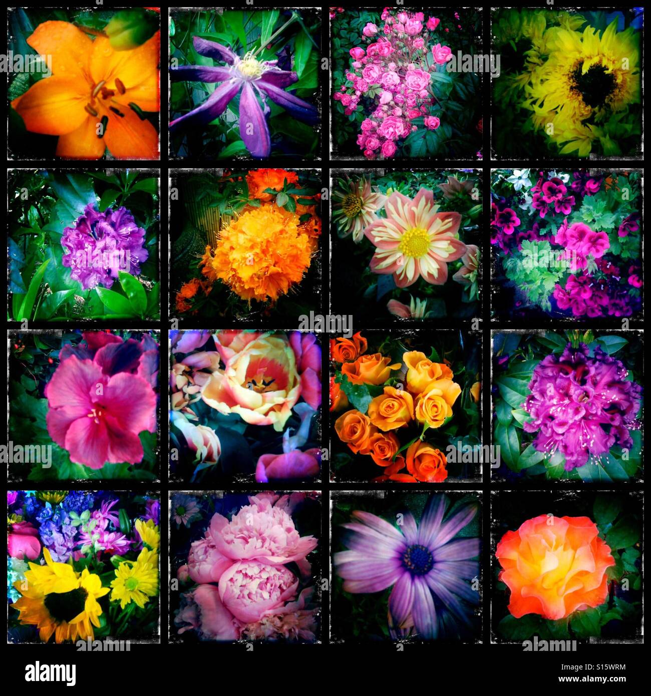 Una raccolta di immagini di fiori. Foto Stock