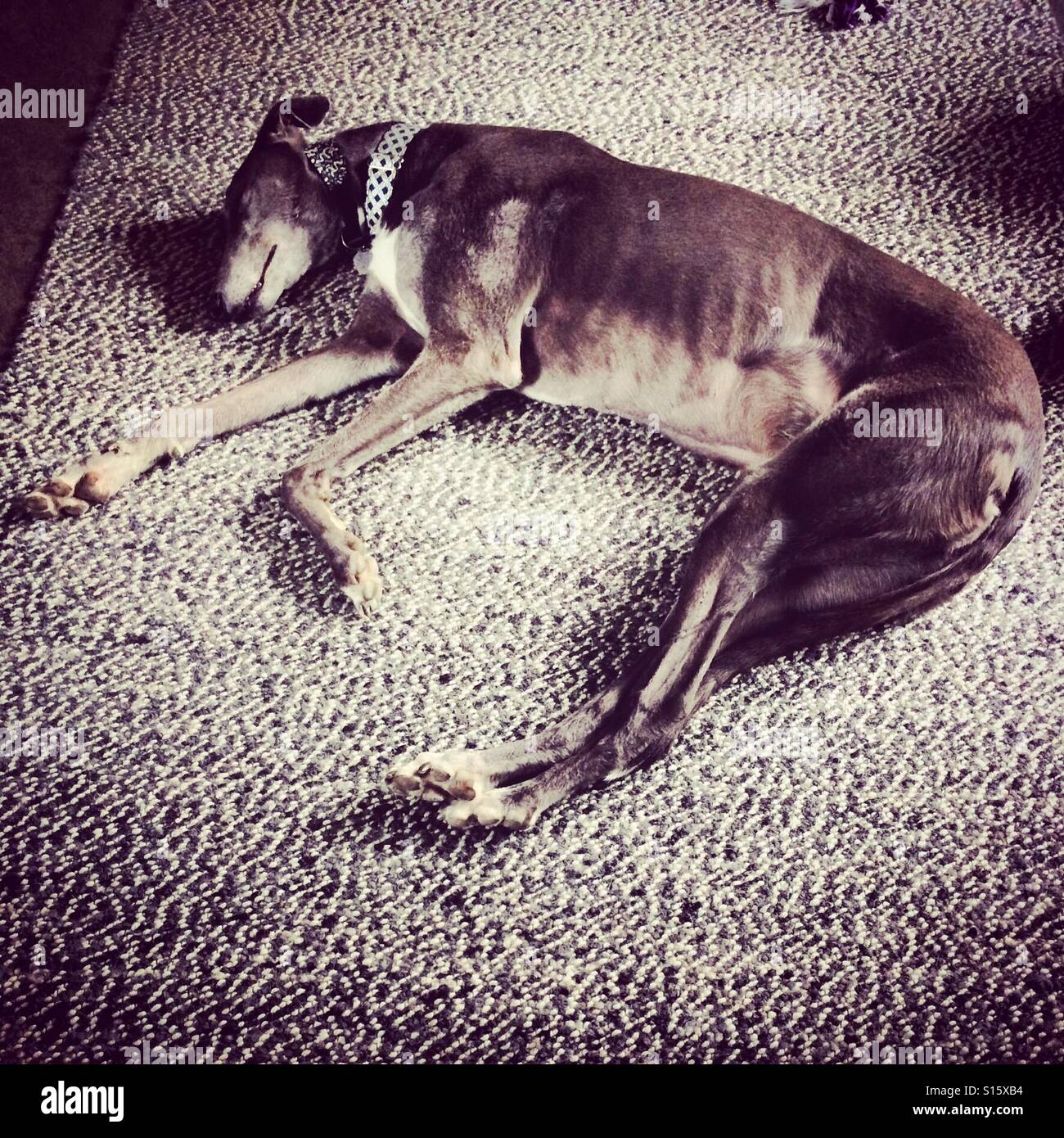 I vecchi greyhound addormentato Foto Stock