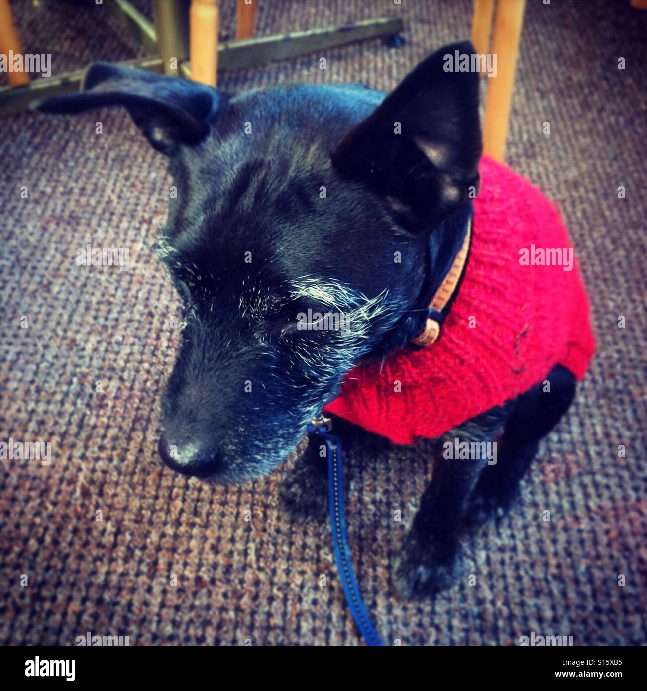 Un cane di piccola taglia in rosso wooly jumper Foto Stock