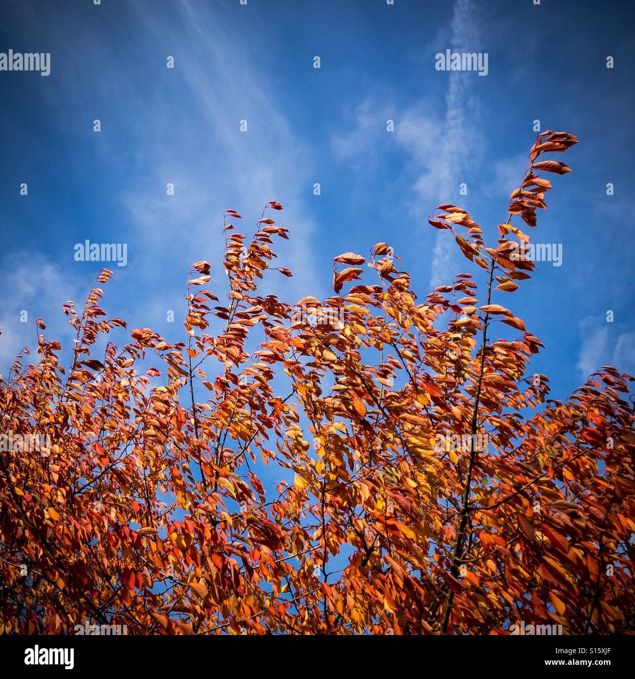 Fiery foglie rosse contro un cielo blu Foto Stock