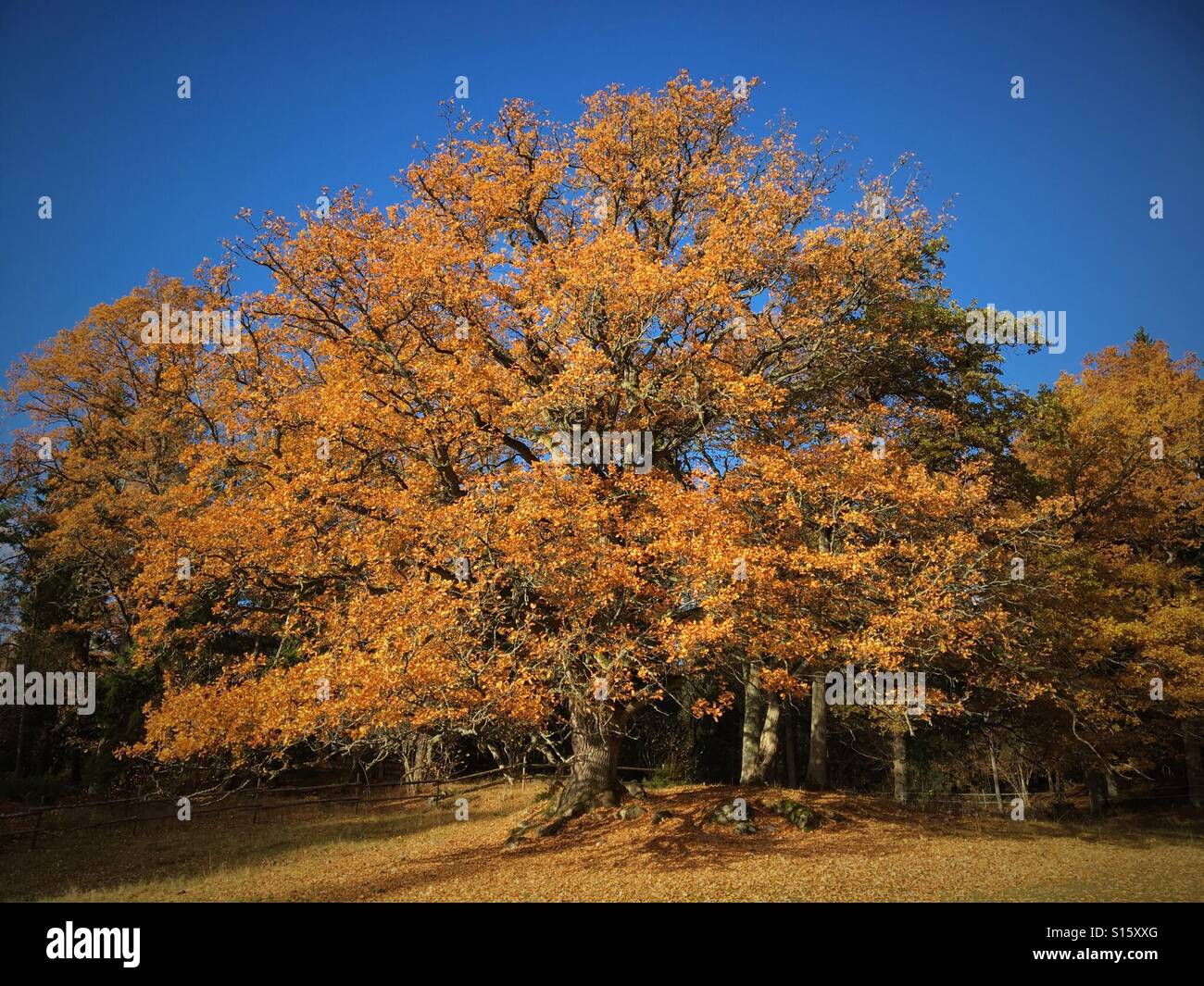 Albero di quercia con autunno / cadono le foglie d'arancio Foto Stock