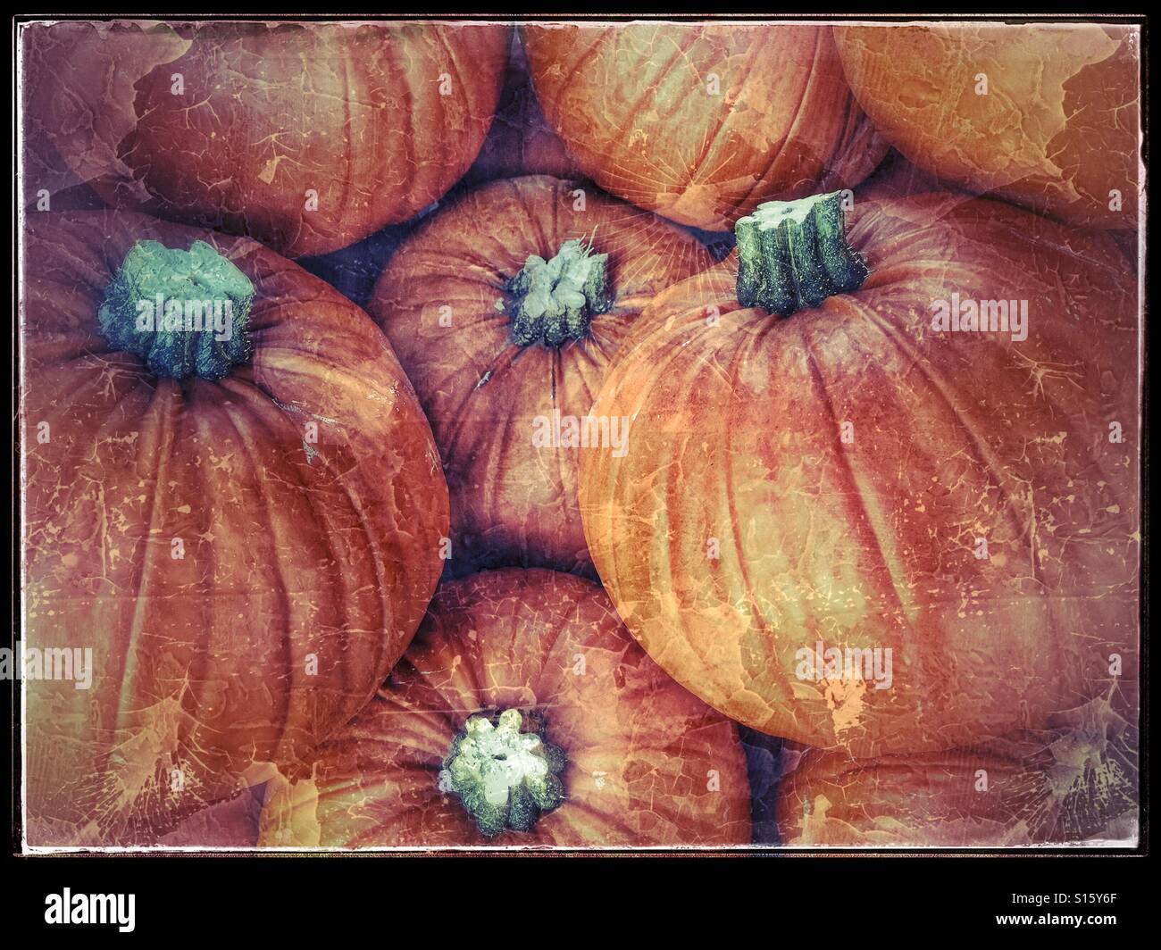 Un effetto di grunge immagine di un gruppo di zucche arancione. Esso deve essere tempo di Halloween! Credito foto - © COLIN HOSKINS. Foto Stock