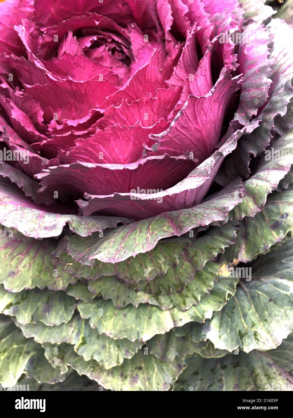 Piuttosto cavolo ornamentale - Immagine stock catturata con smartphone