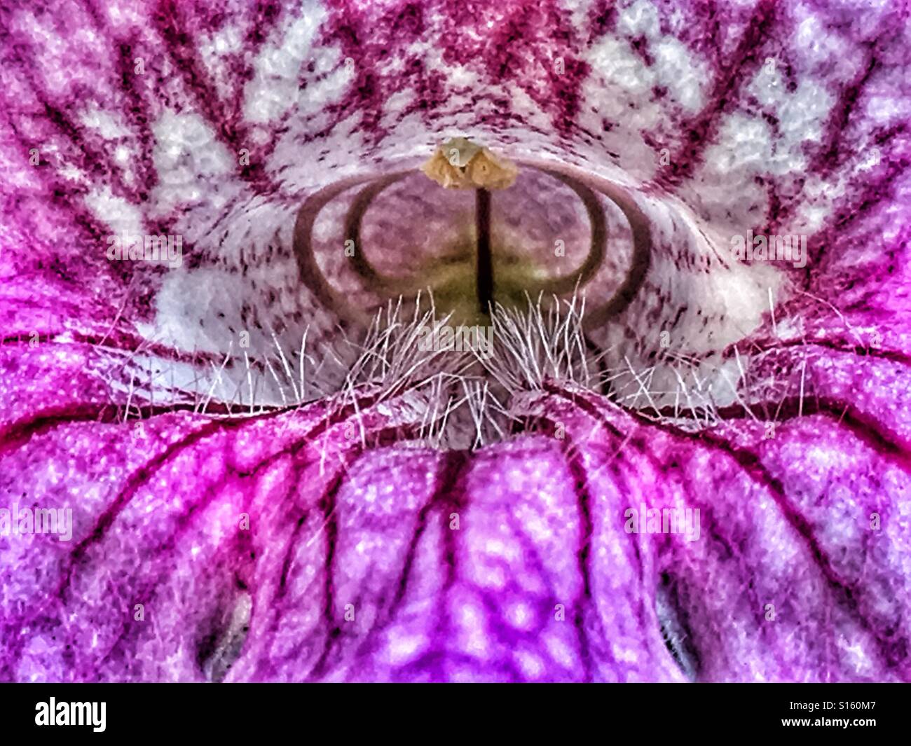 Rosa vitigno a campana, Podranea ricasoliana Foto Stock