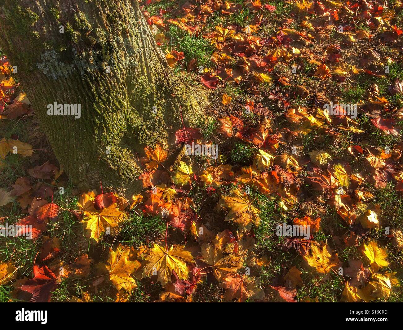 Caduta foglie sotto un albero Foto Stock