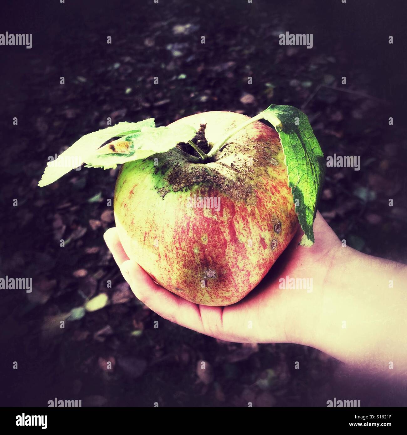 Ragazzi mano che tiene una grossa mela - Immagine stock catturata con smartphone