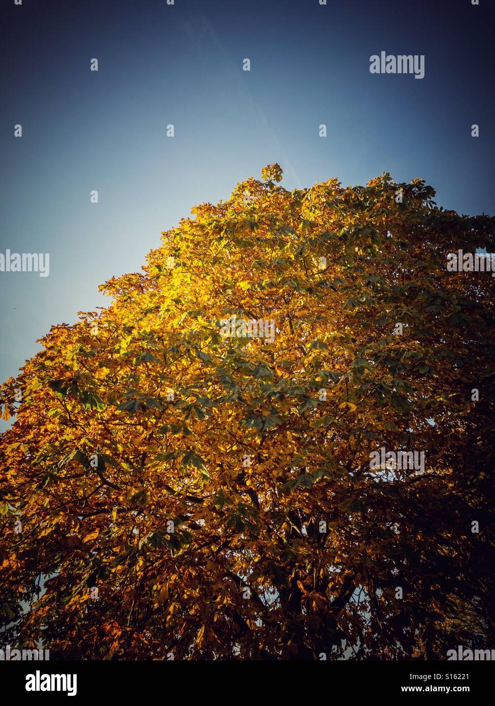 Colori autunnali su un albero Foto Stock
