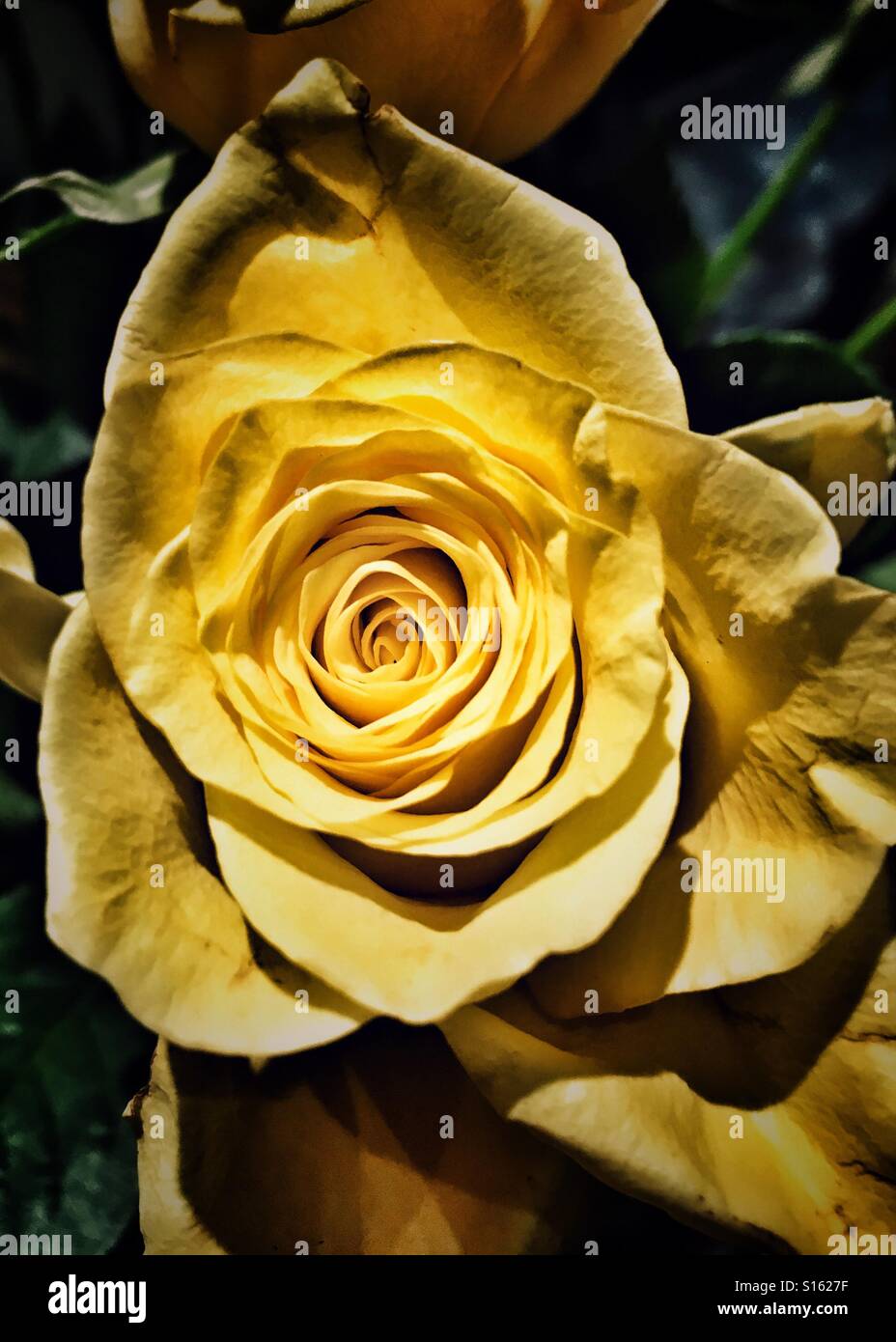 Rosa gialla nel senso di amicizia, di gioia e di buona salute Foto Stock