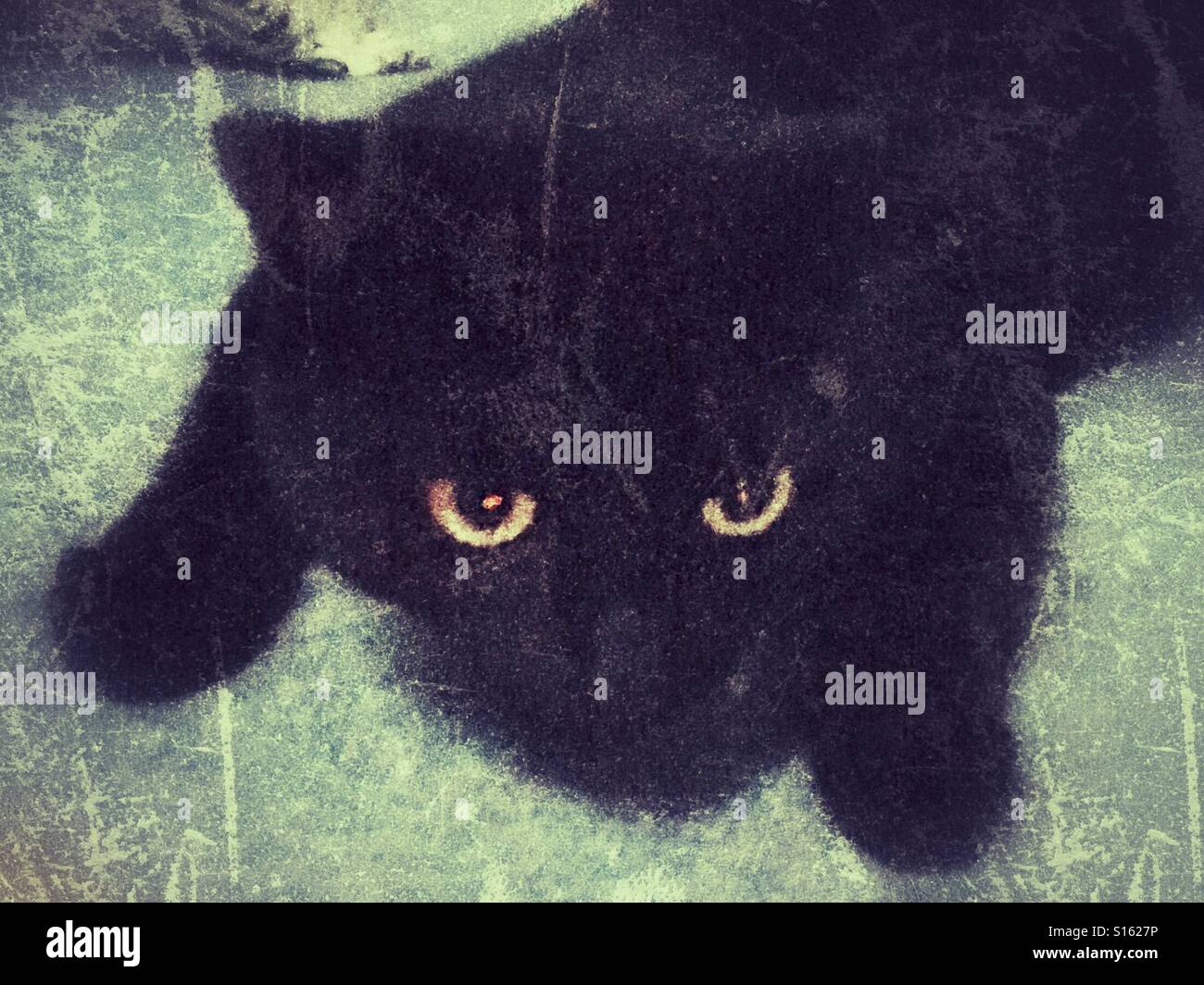 Gatto nero caccia un mouse - Immagine stock catturata con smartphone