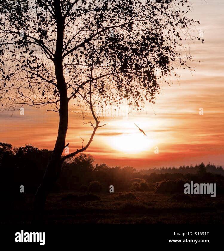 Uccello preda che vola al tramonto con l'albero Foto Stock
