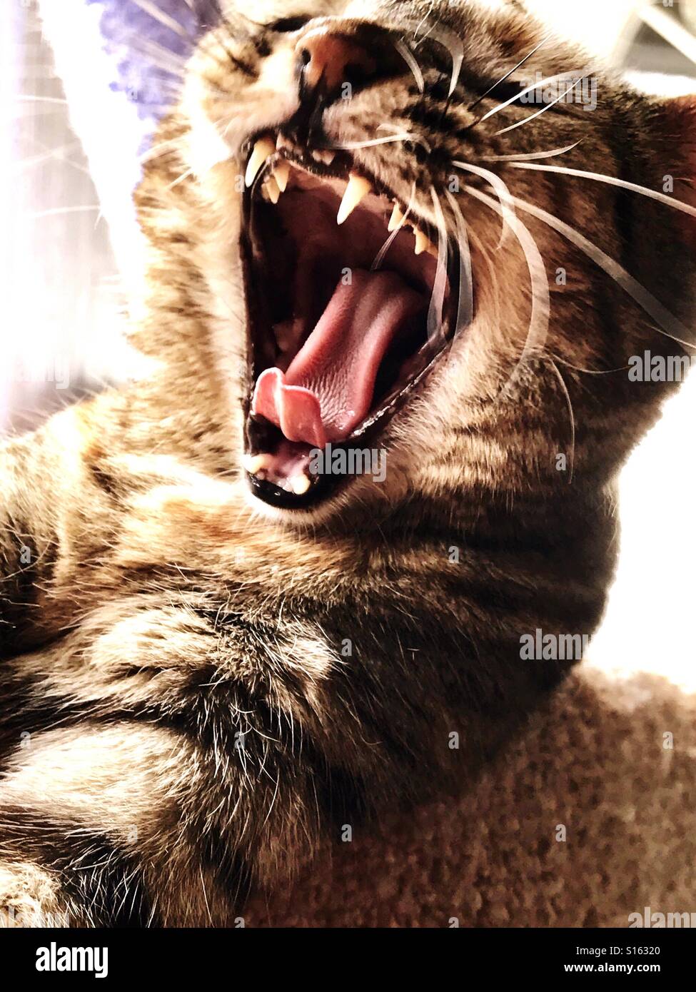 Marrone rossastro tabby cat sbadigli Foto Stock