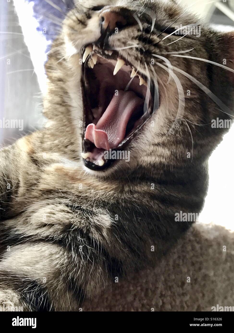 Marrone rossastro tabby cat a sbadigliare e a bocca aperta Foto Stock