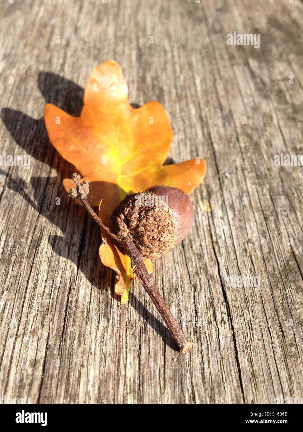 Acorn e foglie di quercia Foto Stock