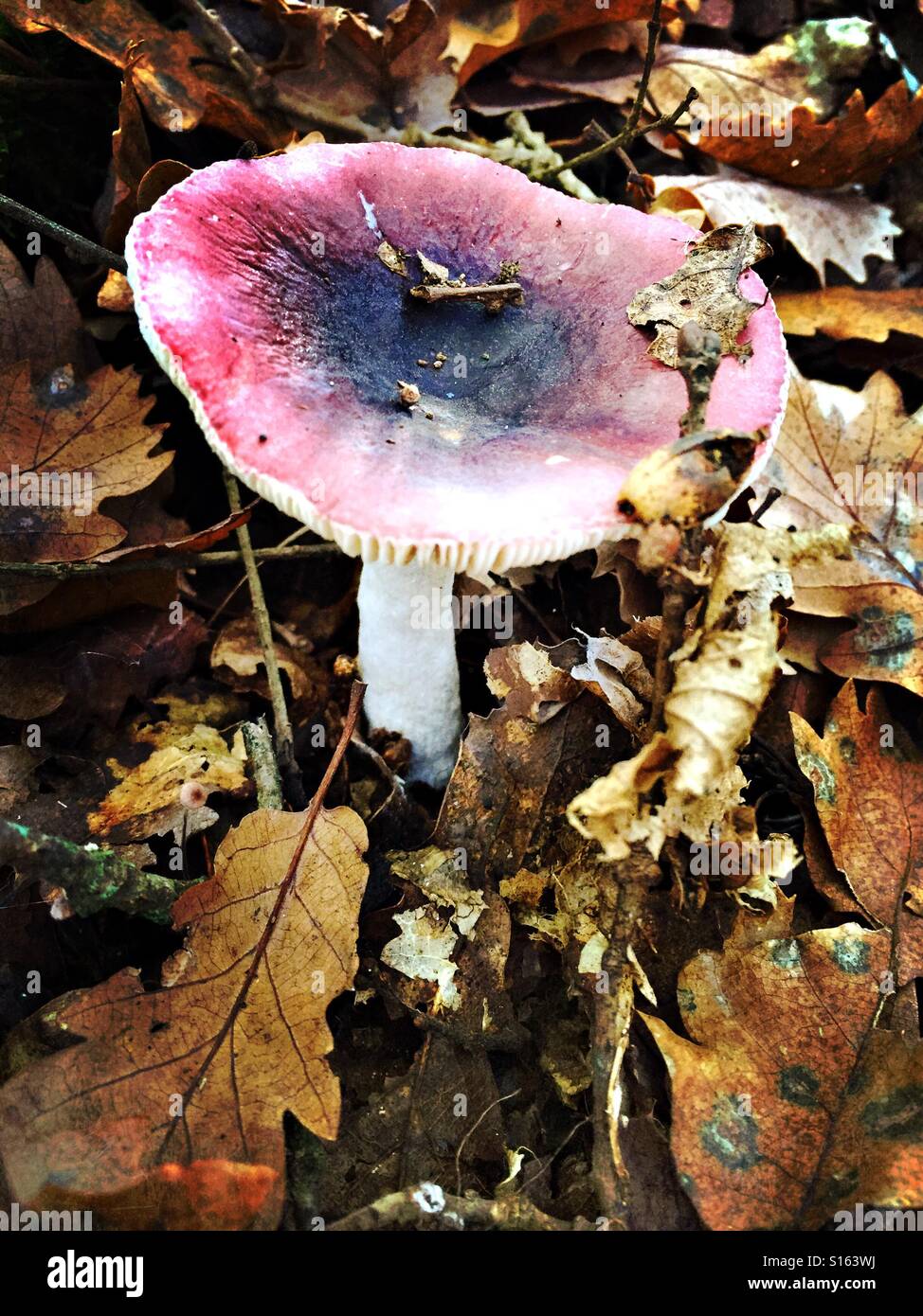 I funghi nel bosco. Gurb, Spagna Foto Stock