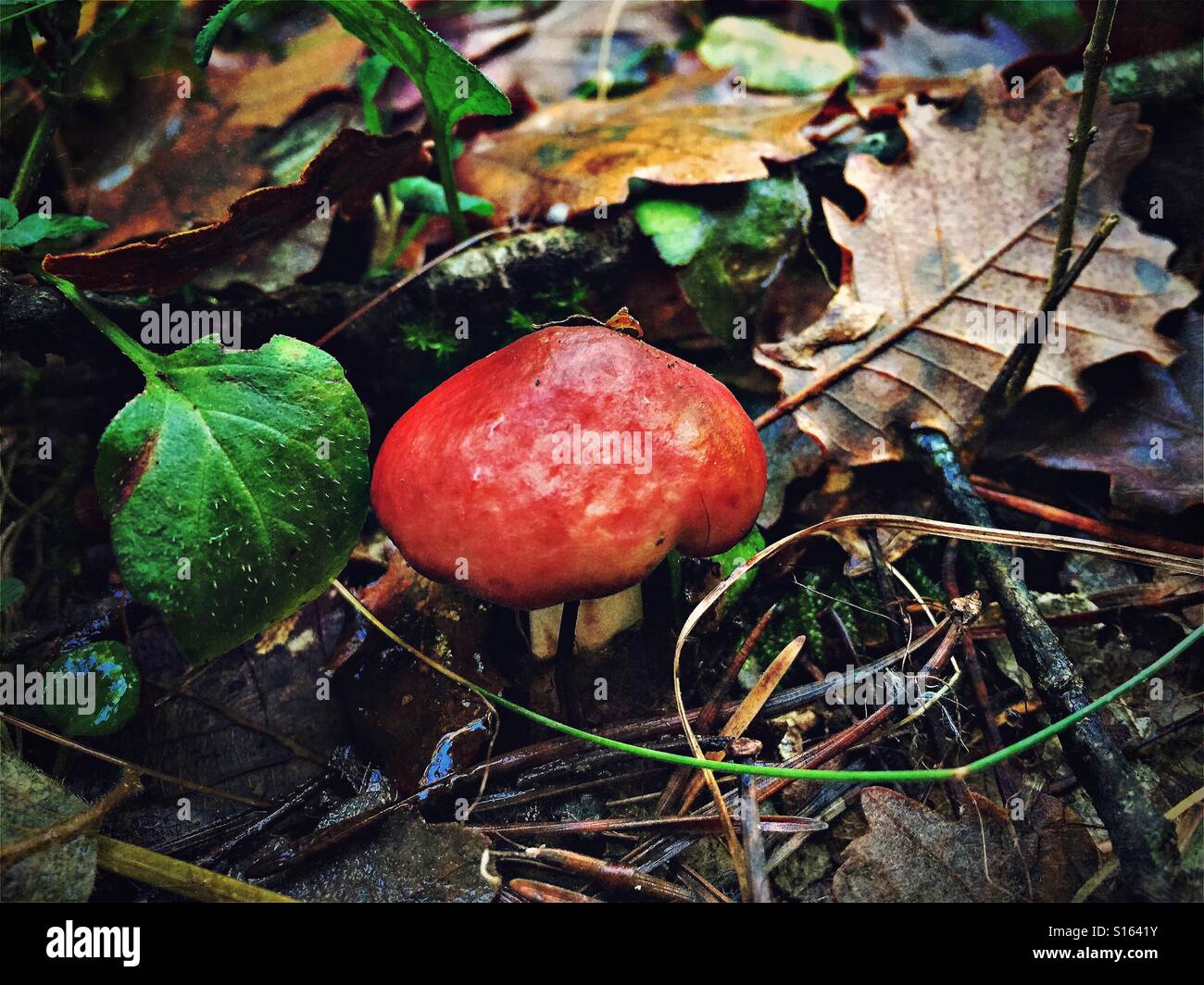 Fungo rosso nella foresta. Gurb, Spagna Foto Stock