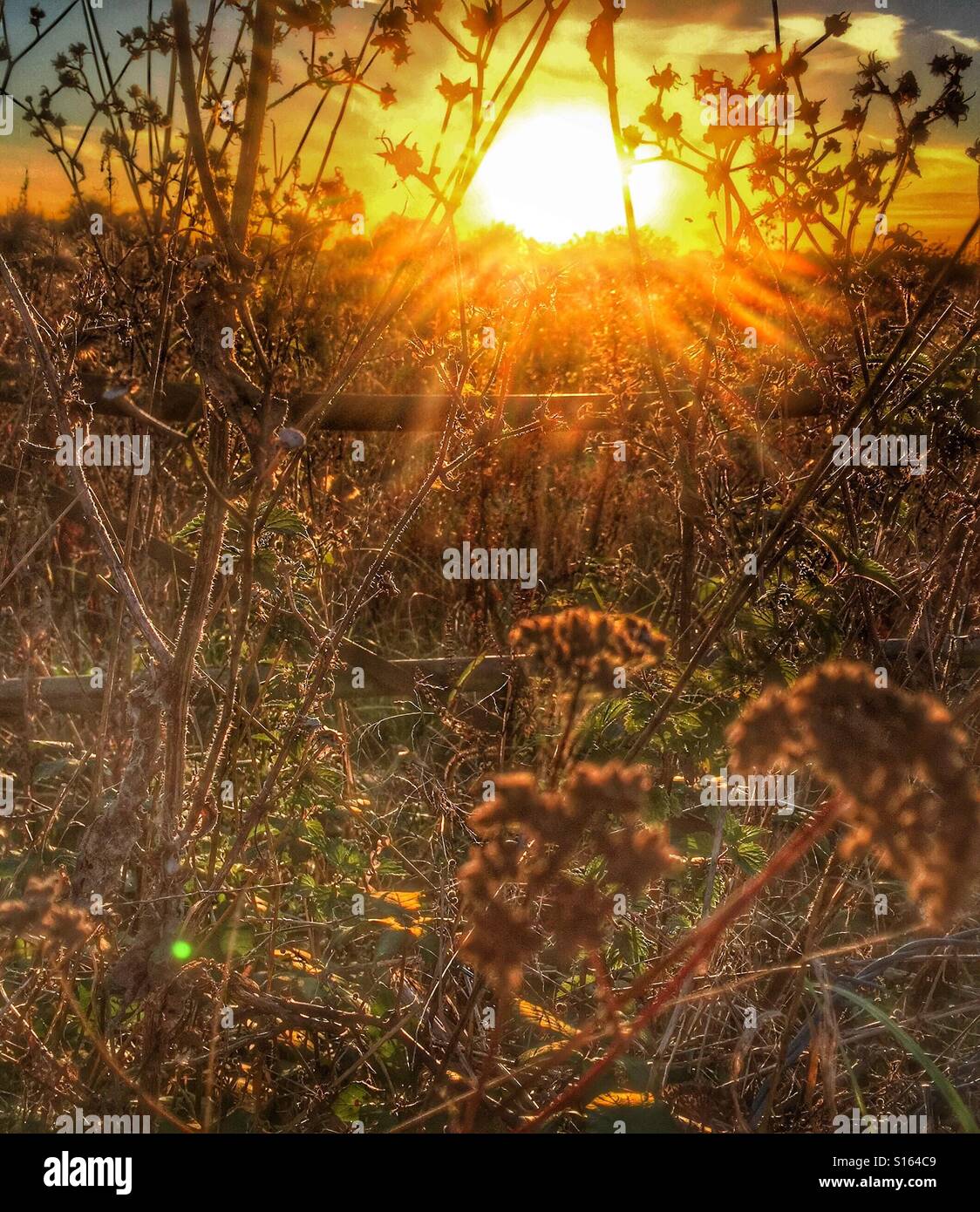 Il sole al tramonto Foto Stock