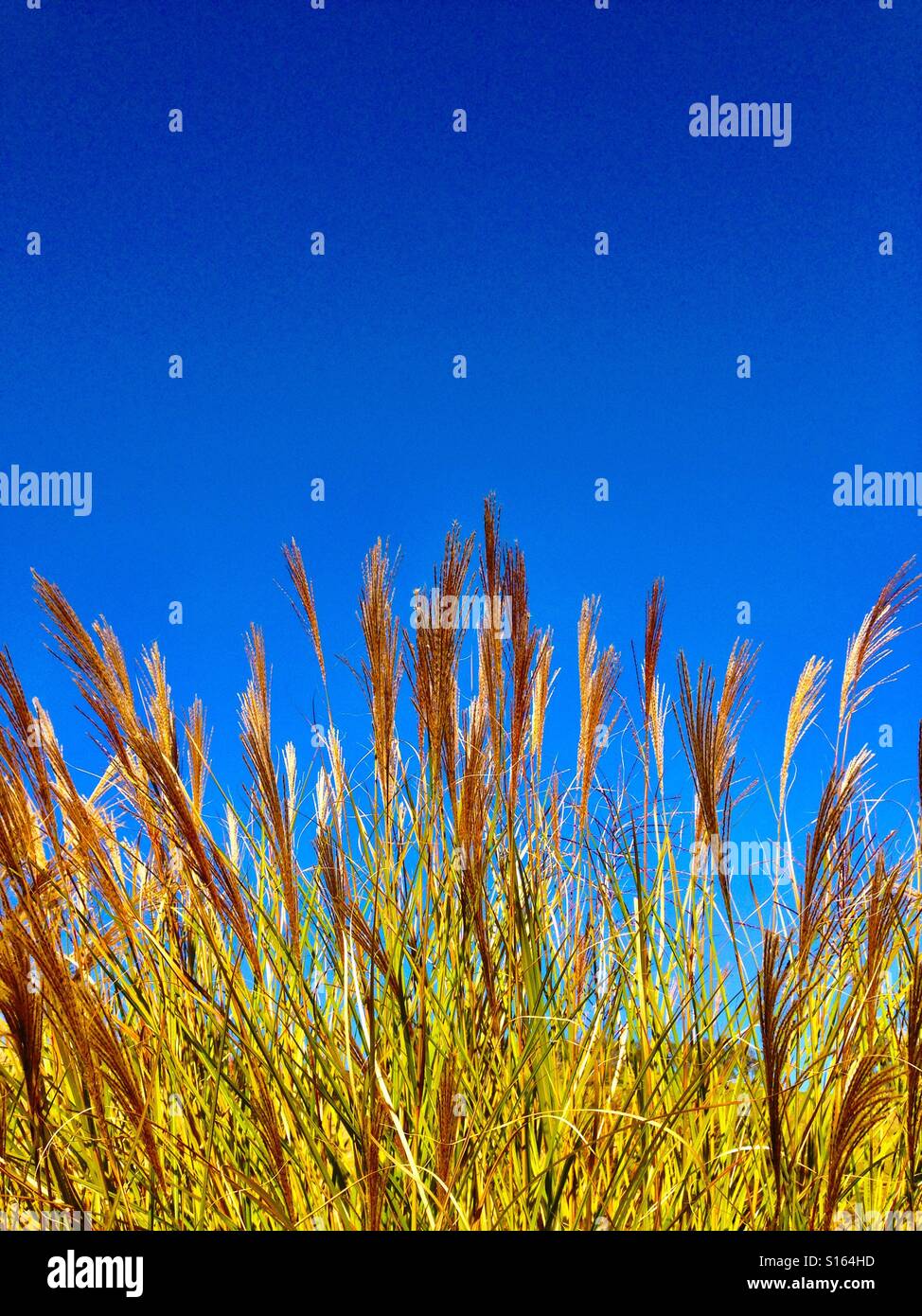 Mazzetto di erba teste di seme contro s cielo blu Foto Stock