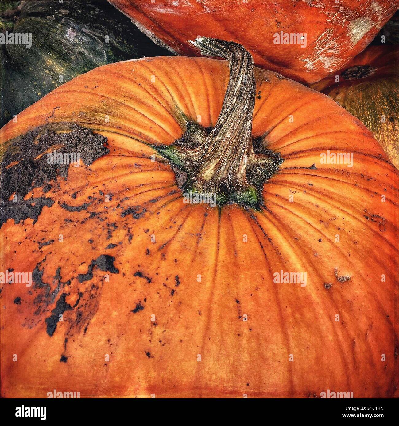 La zucca autunnale è appena stata prelevata dal cerotto di zucca con la sporcizia che deve essere lavata via. Foto Stock