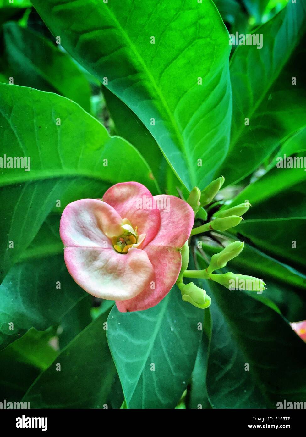 Una corona di spine' impianto, noto anche come Cristo o vegetali di Euphorbia milii blumi in delicate sfumature di rosa. Foto Stock