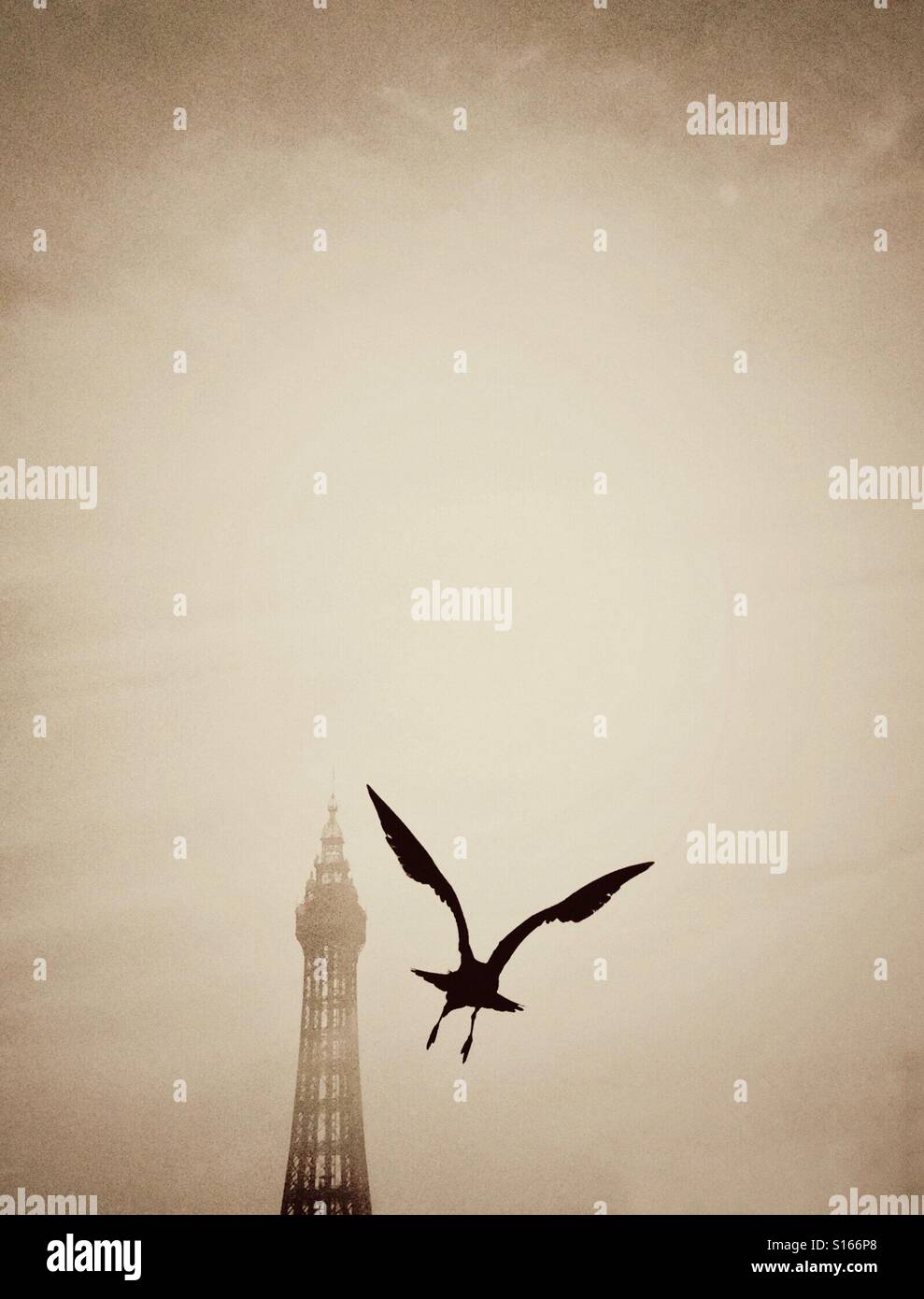 Seagull battenti di fronte una nebbia avvolta dalla torre di Blackpool Foto Stock