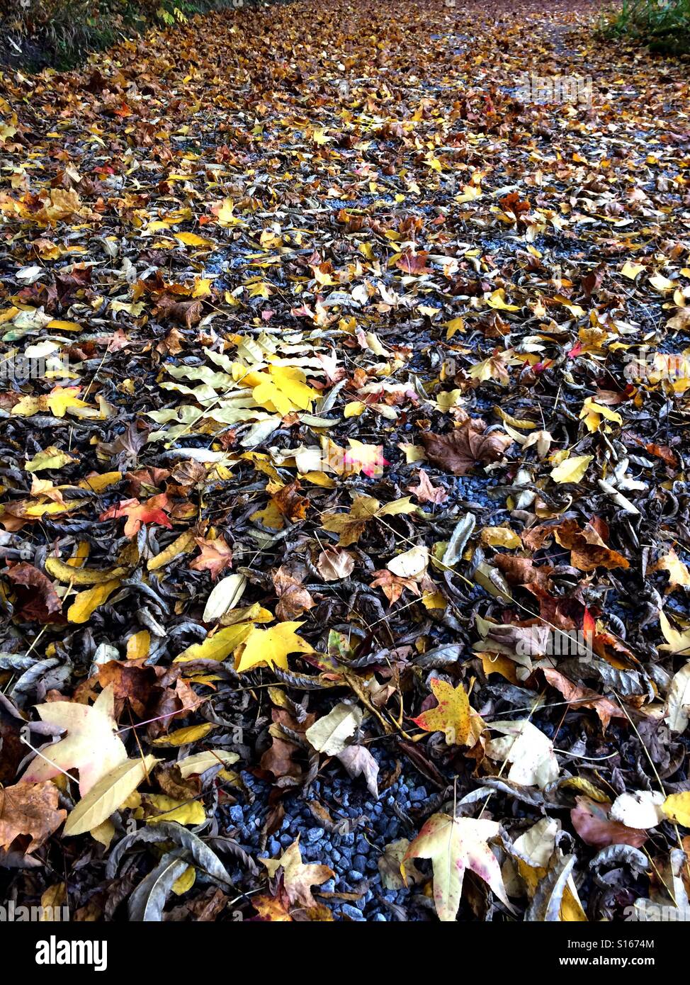 Tappeto di foglie in autunno Foto Stock