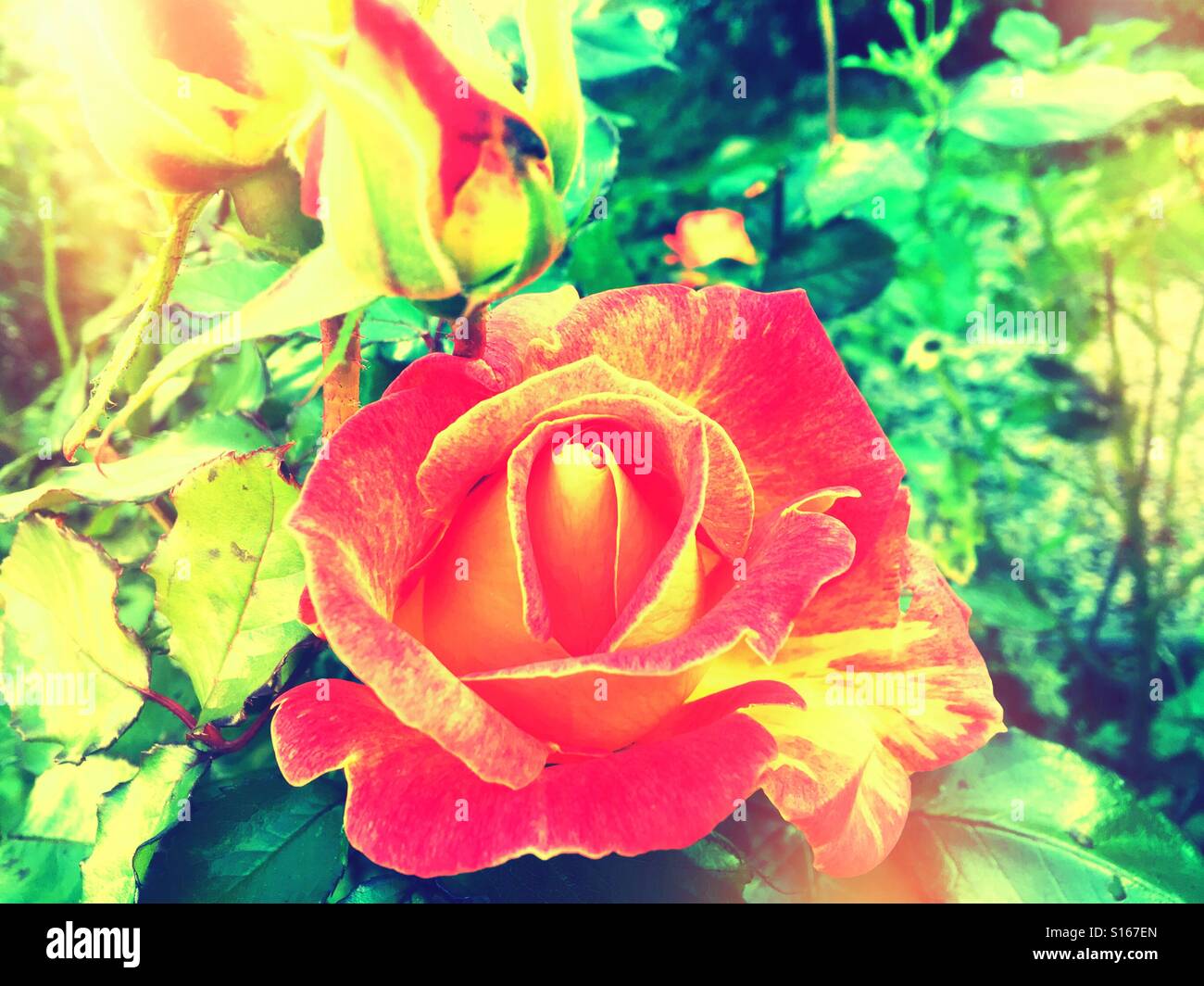 Una rosa e rosebuds Foto Stock