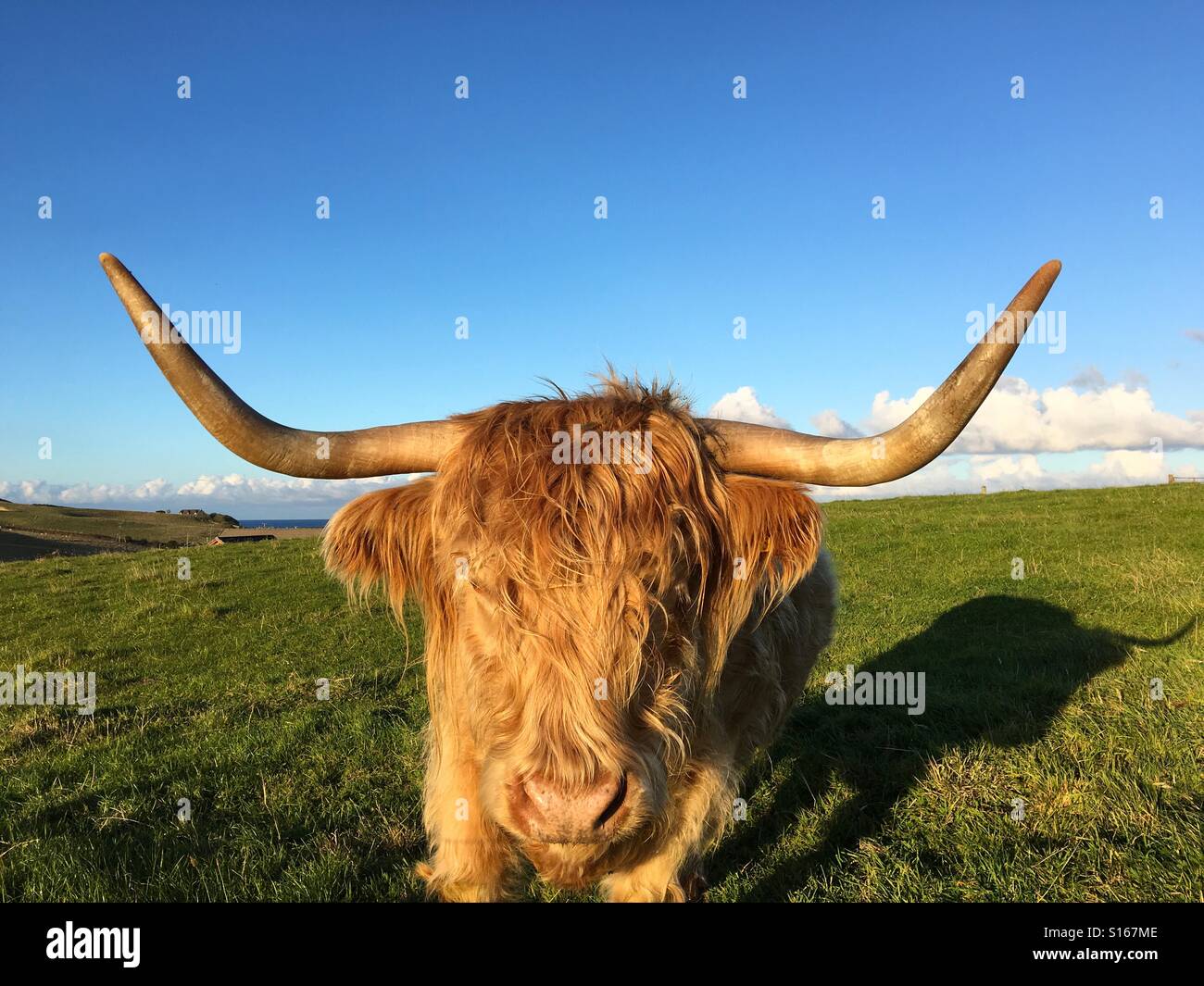 Highland mucca guardando la fotocamera. - Immagine stock catturata con smartphone