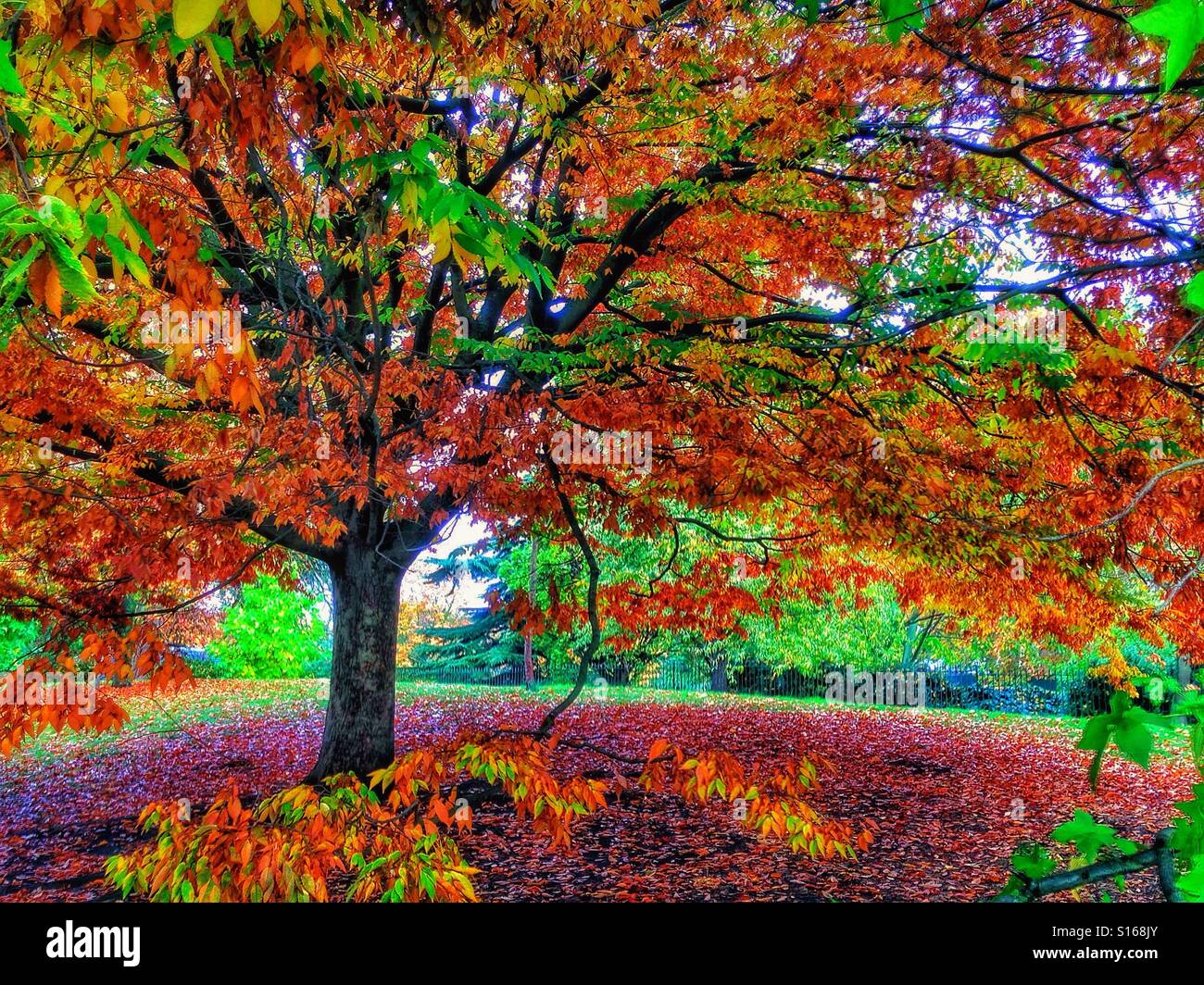 Un autunno di albero in Hyde park Foto Stock