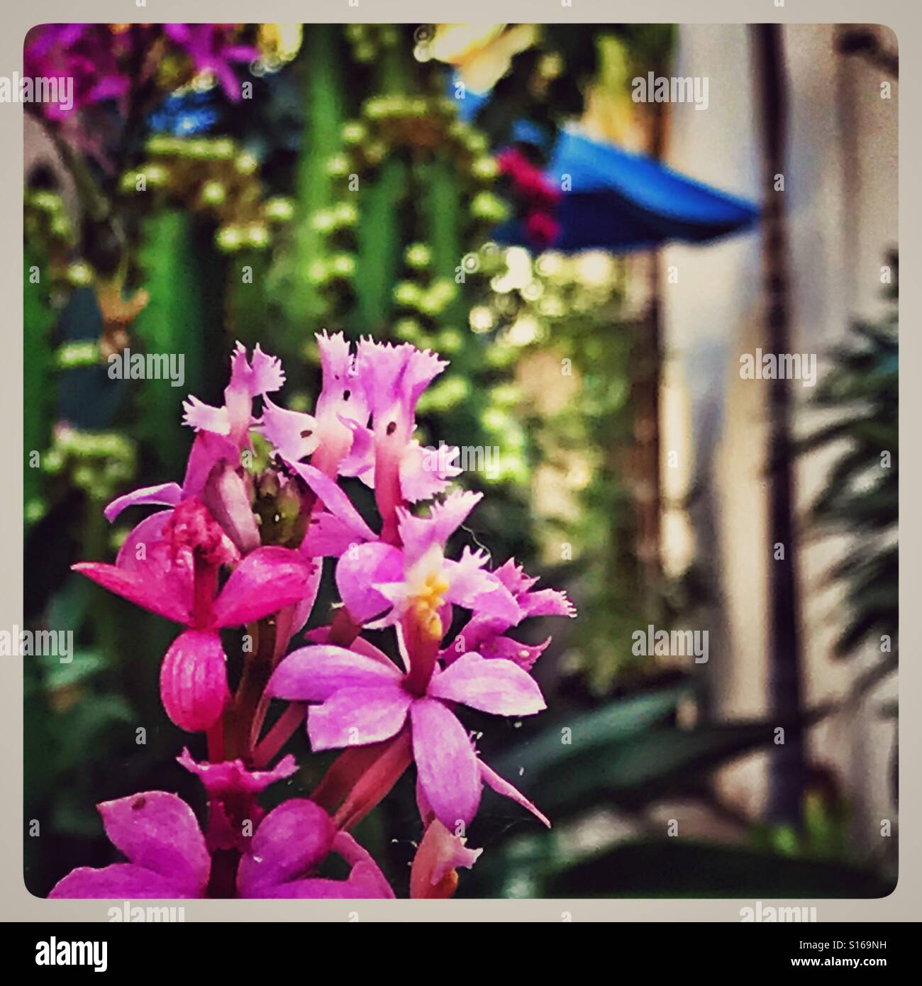 Colori tropicali nel mio giardino Foto Stock