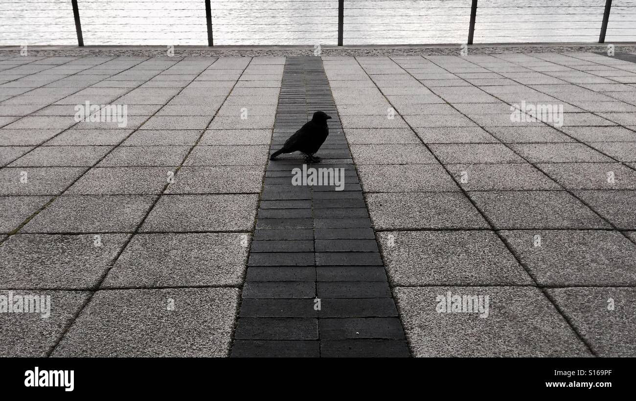 Crow in attesa di residui di alimenti - Immagine stock catturata con smartphone