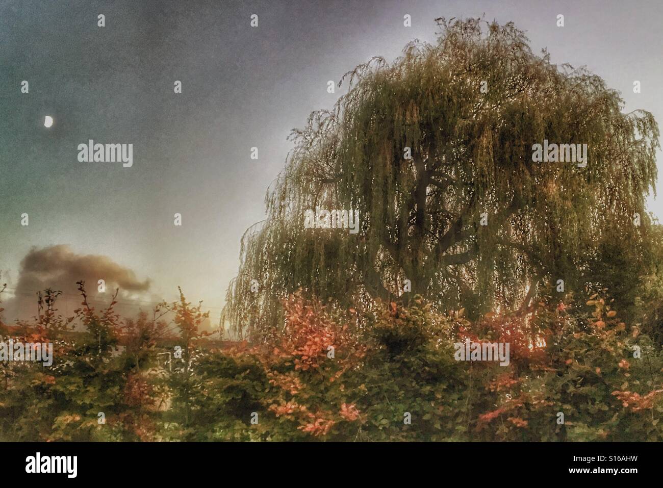 Willow Tree e la luna in una sera d'autunno - Immagine stock catturata con smartphone Willow Tree e la luna in una sera d'autunno - Immagine stock catturata con smartphone