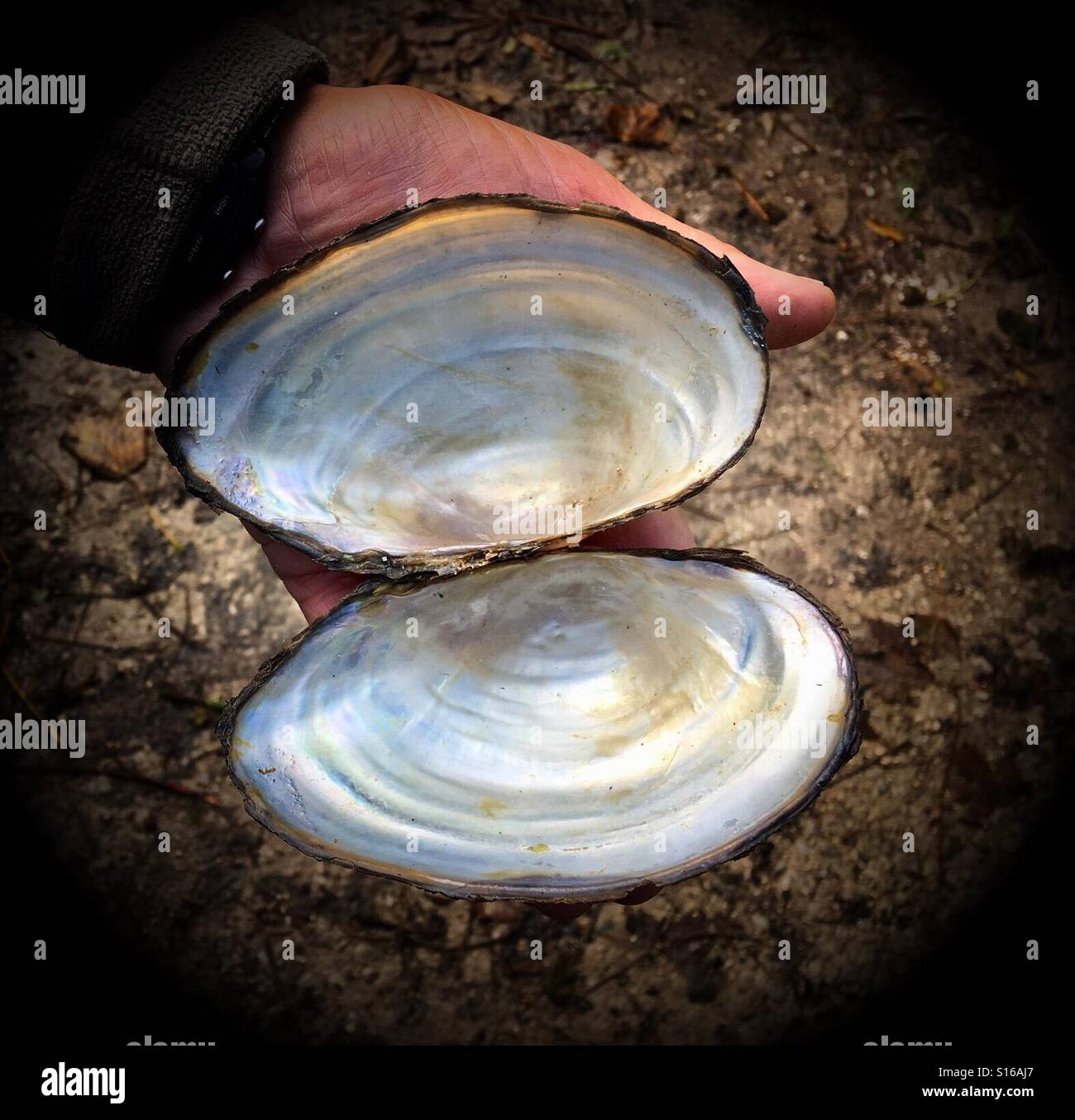 Una conchiglia aperta di muschio d'acqua dolce mostrata sulla mano di un uomo per la scala Foto Stock