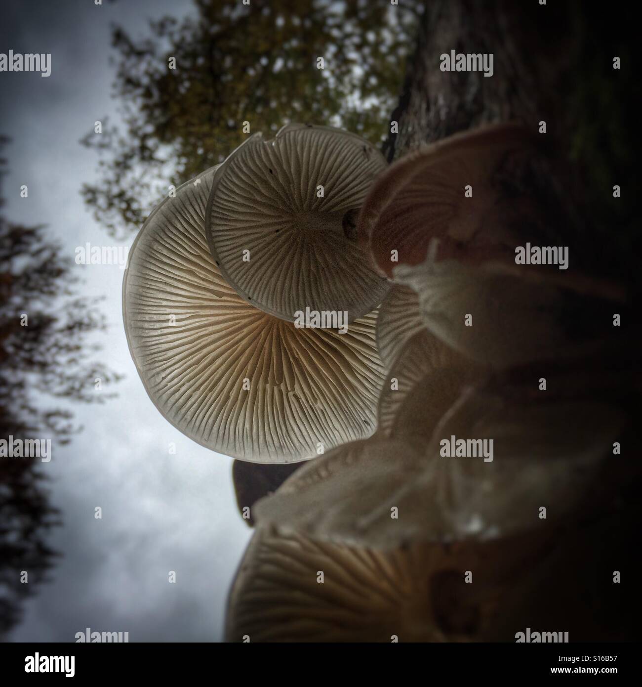 Un immagine astratta della parte inferiore di alcuni funghi che mostra le loro branchie. Foto Stock