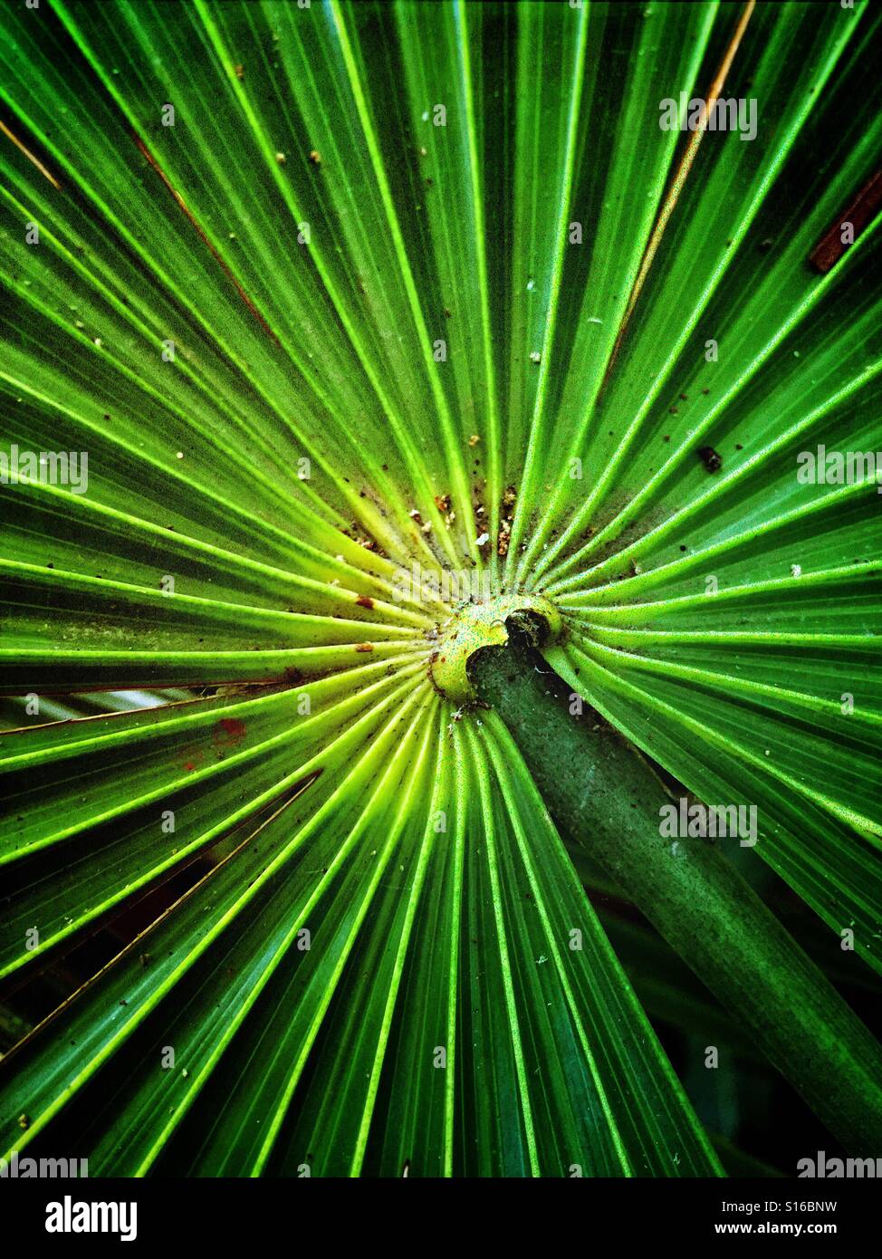 Il modello di un Trachycarpus, o mulino a vento di foglie di palma è quasi vertiginosa e ipnotico nella sua bellezza. Foto Stock