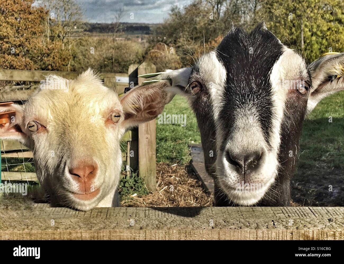 Caprette guardando sopra un cancello Foto Stock