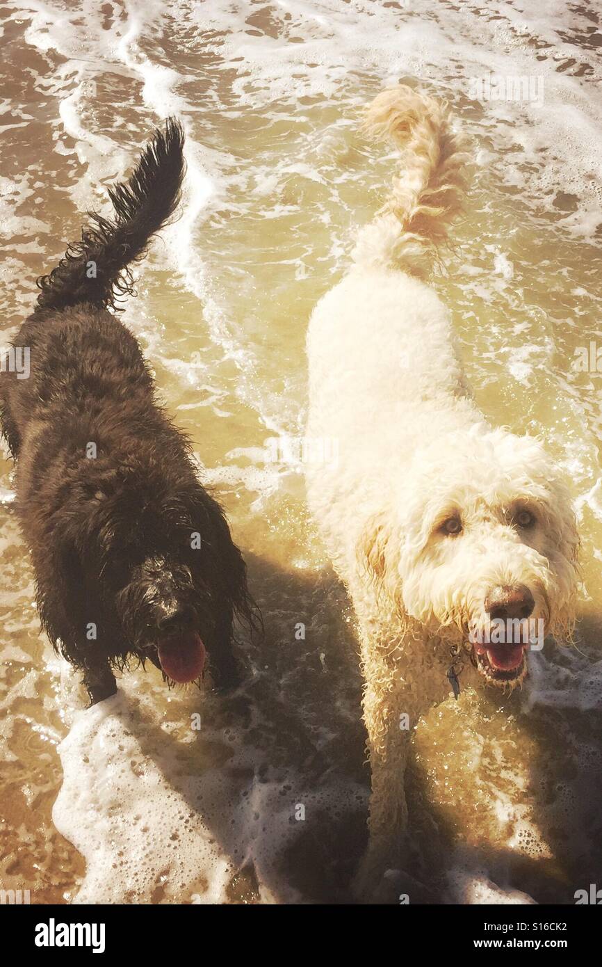 Due labradoodles cani in spiaggia. Huntington Beach, California USA. - Immagine stock catturata con smartphone