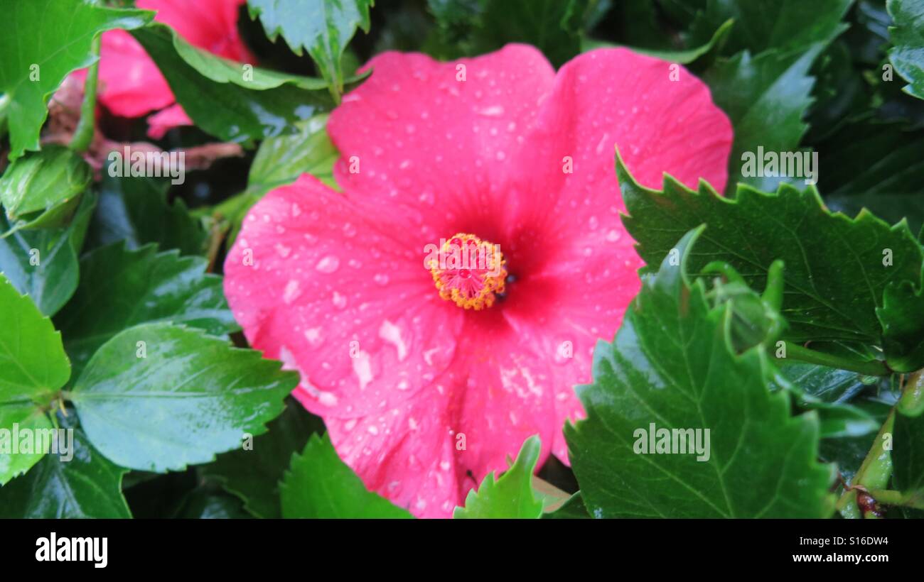 Ibisco rosa con dei fiori la rugiada Foto Stock
