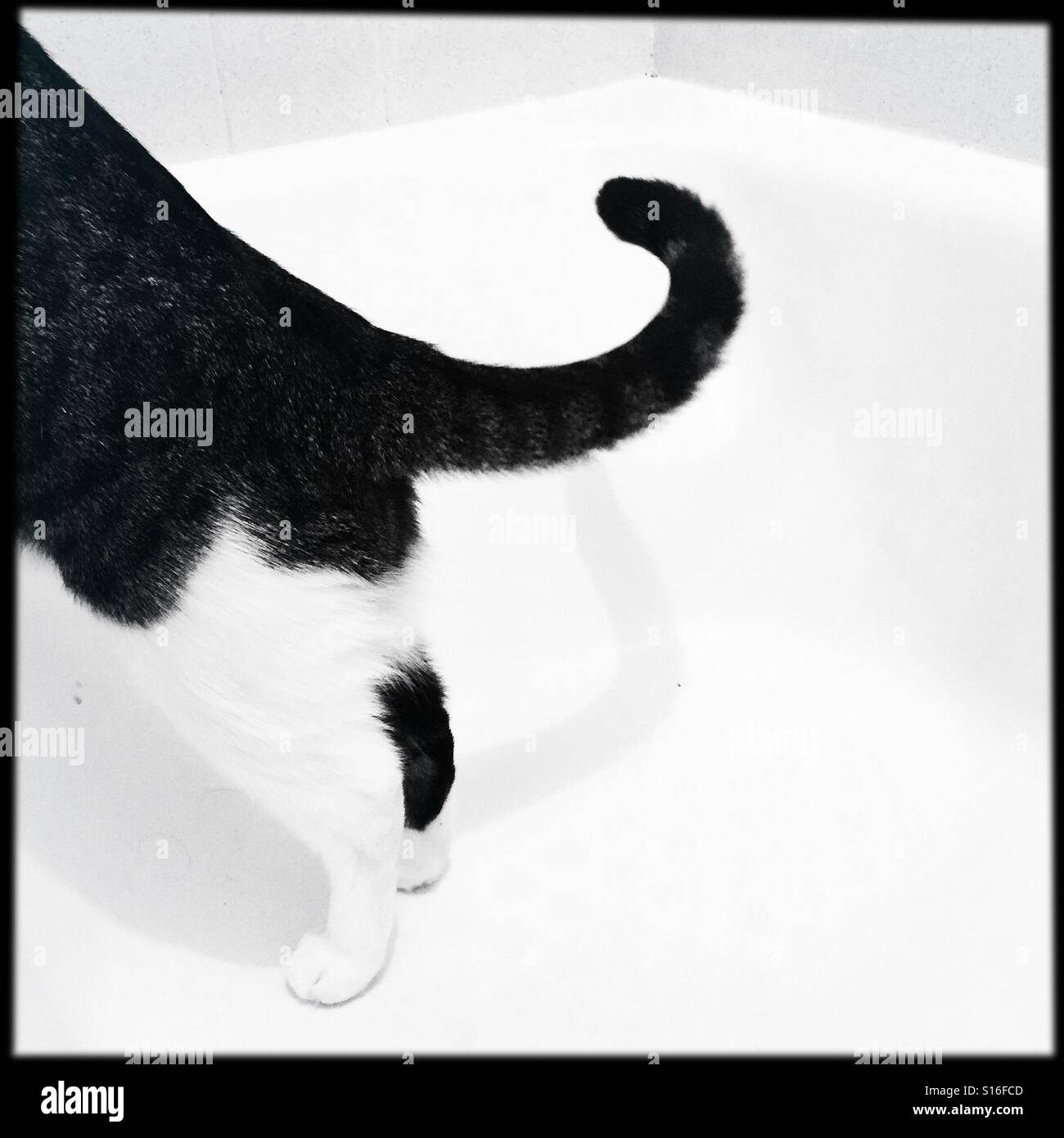 Tabby e white cat in piedi sulle zampe posteriori in vasca da bagno - Immagine stock catturata con smartphone