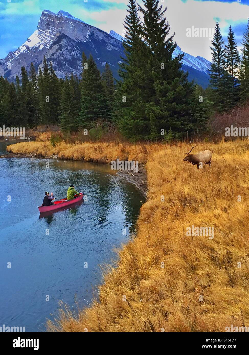 Canoa a Laghi Vermillion, Banff, Alberta con bull elk nelle vicinanze Foto Stock
