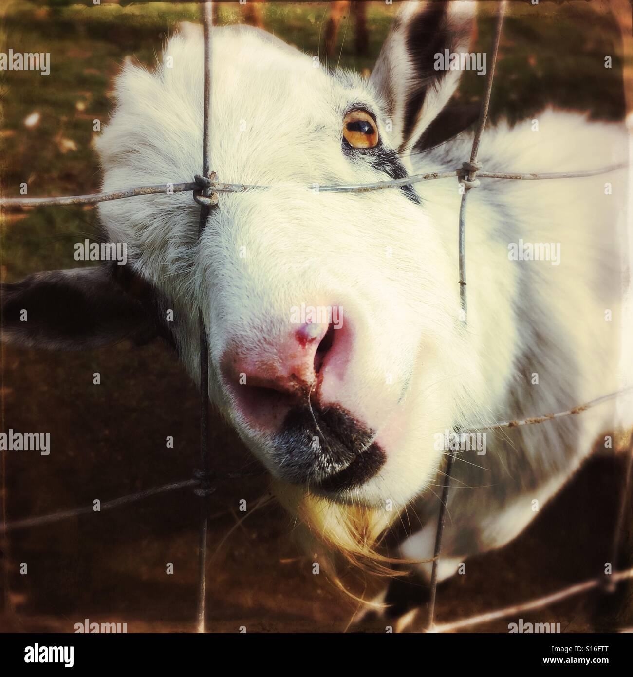 Una capra spiata attraverso una recinzione. - Immagine stock catturata con smartphone