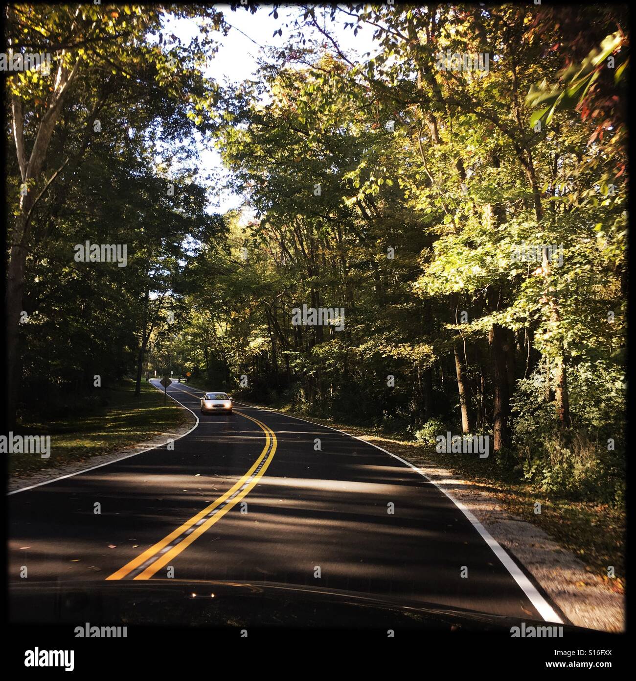 Una guida attraverso un parco alberato. - Immagine stock catturata con smartphone