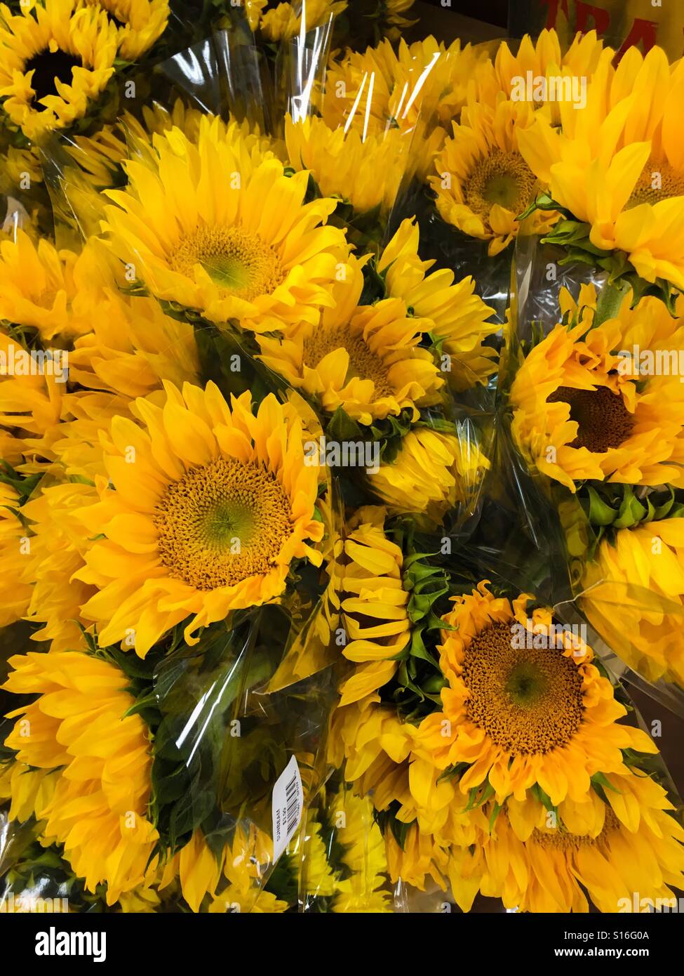 Girasoli - Immagine stock catturata con smartphone