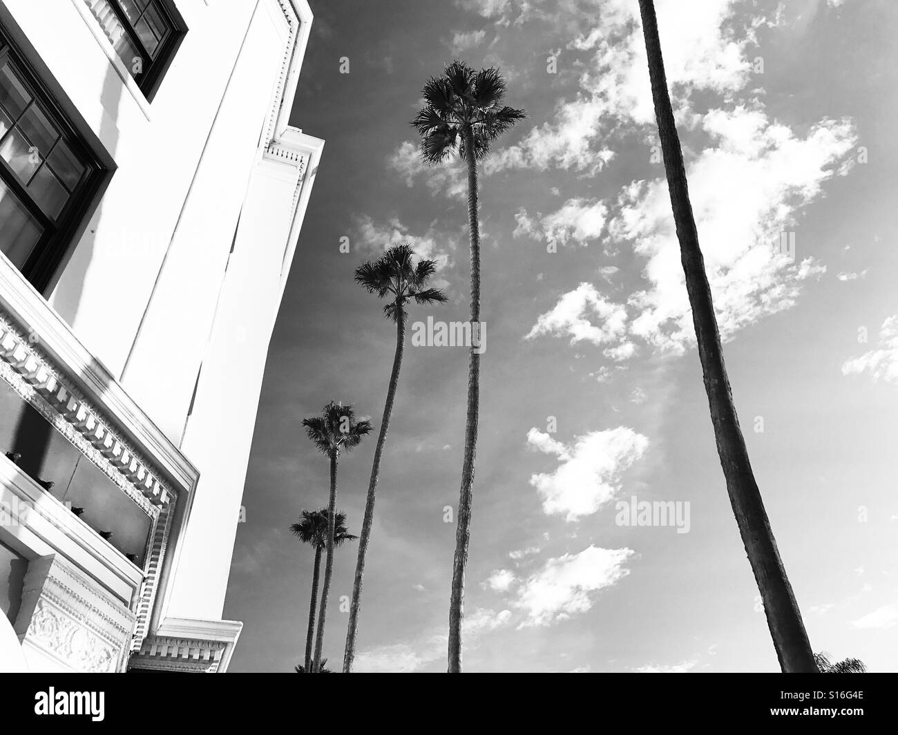 California palme Foto Stock