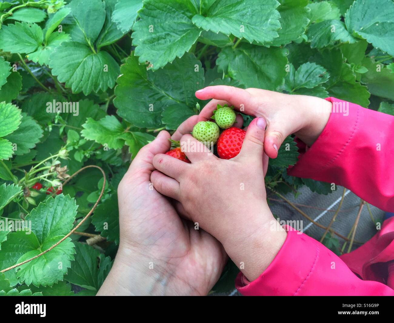 Bimbo e madre raccolta fragole Loire Francia - Immagine stock catturata con smartphone