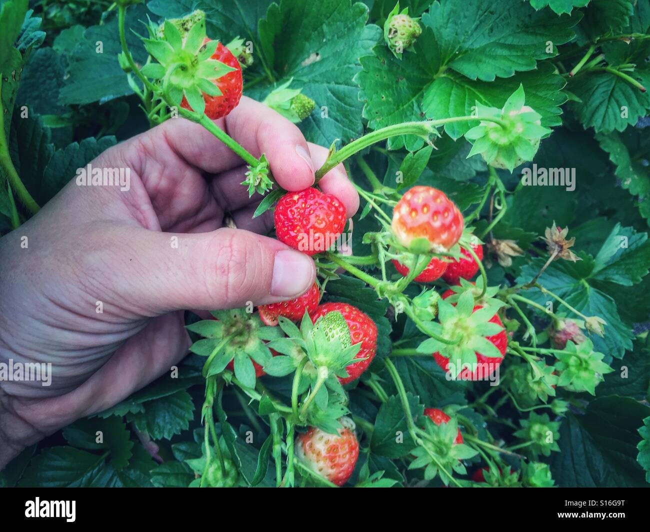 Donna raccolta fragole Loire Francia - Immagine stock catturata con smartphone