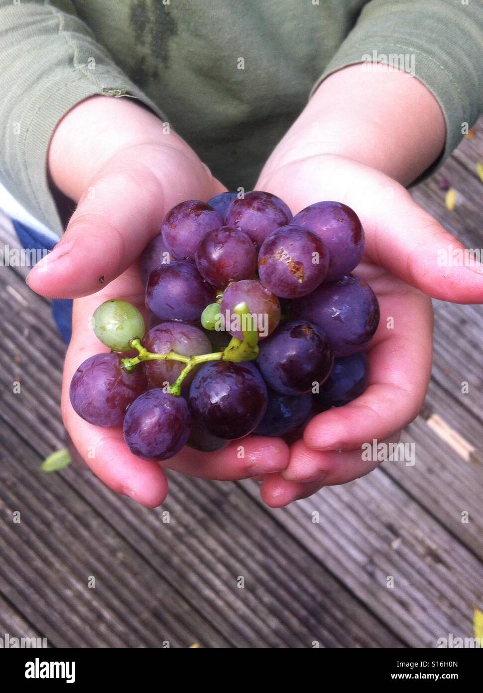 Bambino con le mani in mano le uve di contenimento - Immagine stock catturata con smartphone