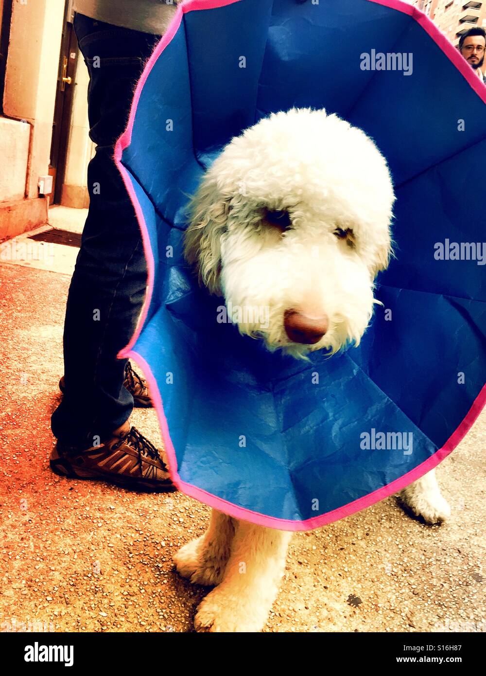 Soffici cane bianco nel recupero di protezione collare essendo camminato dal proprietario, NYC, STATI UNITI D'AMERICA - Immagine stock catturata con smartphone