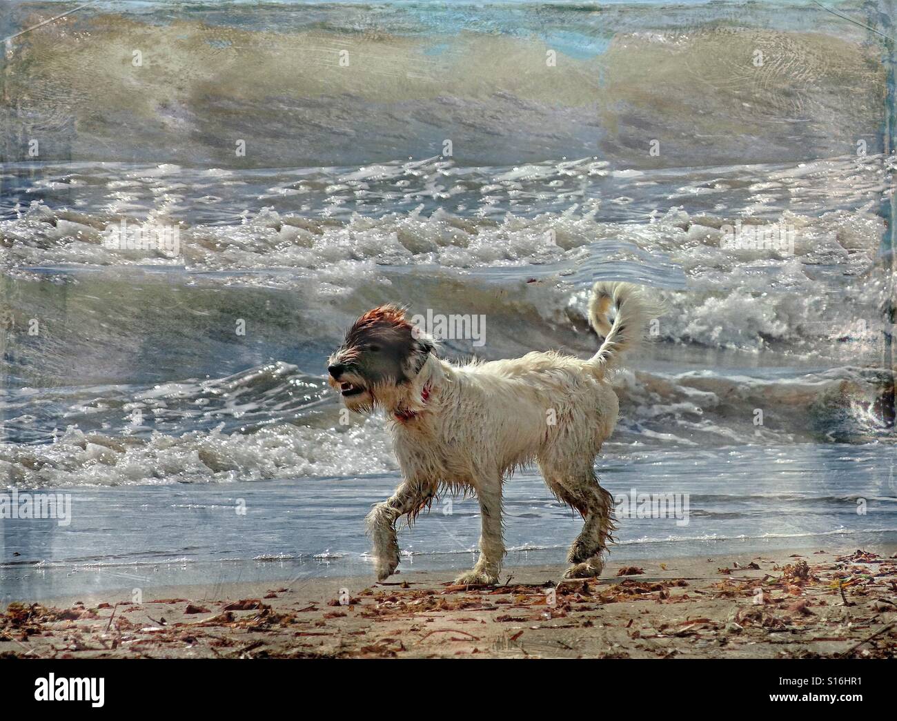...Cane è in esecuzione lungo la spiaggia... - Immagine stock catturata con smartphone