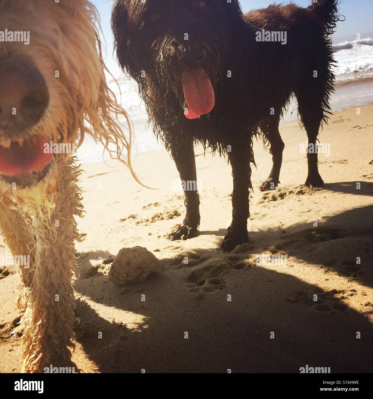 Due lieti labradoodles cani sulla spiaggia. Huntington Beach, California USA. Foto Stock